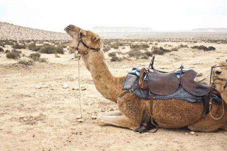 Camel ride in the Agafay desert